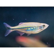 Малабарский данио (лат. Devario malabaricus)