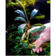 Буцефаландра sp. Solid Blue