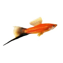 Меченосец красный, красно-черный, ассорти (Xiphophorus helleri) Меченосец красный, красно-черный, ассорти (Xiphophorus helleri)