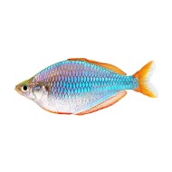 Меланотения неоновая (Melanotaenia praecox)