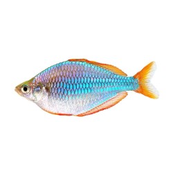 Меланотения неоновая (Melanotaenia praecox) Меланотения неоновая (Melanotaenia praecox)