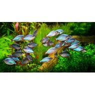 Меланотения неоновая (Melanotaenia praecox)