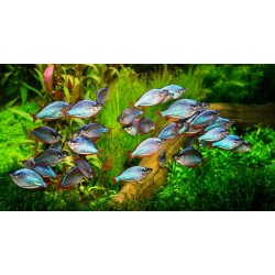 Меланотения неоновая (Melanotaenia praecox) Меланотения неоновая (Melanotaenia praecox)