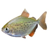 Метиннис пятнистый  (Metynnis maculatus)