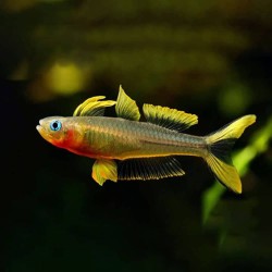 Попондетта фурката (Pseudomugil furcatus)  Попондетта фурката (Pseudomugil furcatus)