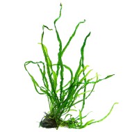 Папоротник таиландский узколистный (Microsorum pteropus 'narrow leaf')  Папоротник таиландский узколистный (Microsorum pteropus 'narrow leaf')