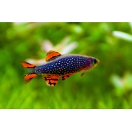 Микрорасбора галактика (Microrasbora Galaxy)