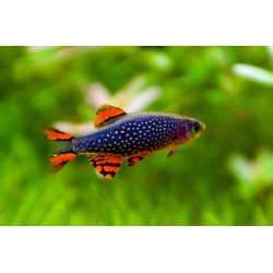 Microrasbora Galaxy 