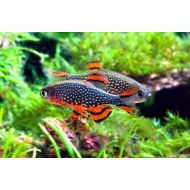 Микрорасбора галактика (Microrasbora Galaxy)