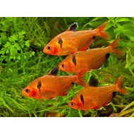 Минор (Hephessobrycon minor)