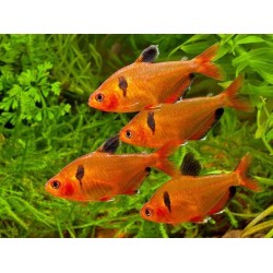Минор (Hephessobrycon minor)