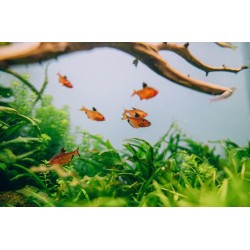 Минор (Hephessobrycon minor) Минор (Hephessobrycon minor)