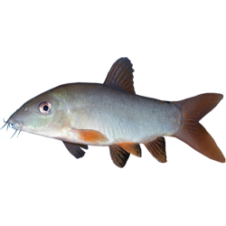 Боция Модеста (Yasuhikotakia modesta) Боция Модеста (Yasuhikotakia modesta)
