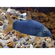 Боция Модеста (Yasuhikotakia modesta) Боция Модеста (Yasuhikotakia modesta)