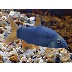 Боция Модеста (Yasuhikotakia modesta) Боция Модеста (Yasuhikotakia modesta)