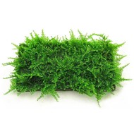 Мох рождественский (Christmas Moss, Vesicularia montagnei) Мох рождественский (Christmas Moss, Vesicularia montagnei)