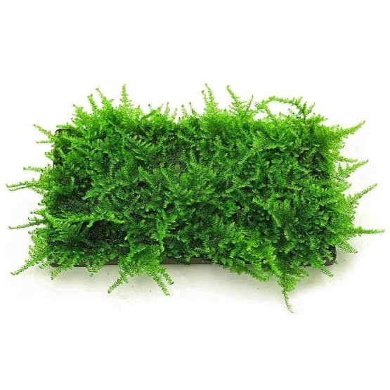 Мох рождественский (Christmas Moss, Vesicularia montagnei)