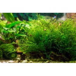 Мох рождественский (Christmas Moss, Vesicularia montagnei) Мох рождественский (Christmas Moss, Vesicularia montagnei)