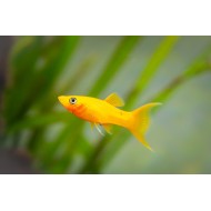 Золотая или жёлтая моллинезия Лира (Molly Gold)