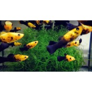 Моллинезия желто-черная (Poecilia sphenops)