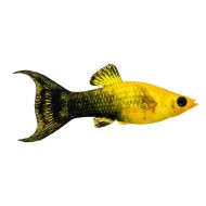 Моллинезия желто-черная (Poecilia sphenops) Моллинезия желто-черная (Poecilia sphenops)