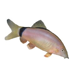 Боция Морлета (Yasuhikotakia morleti) Боция Морлета (Yasuhikotakia morleti)