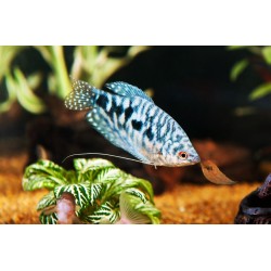 Gourami (trichogaster trichopterus)