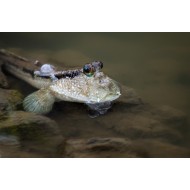 Periophthalmus (Mudskipper)