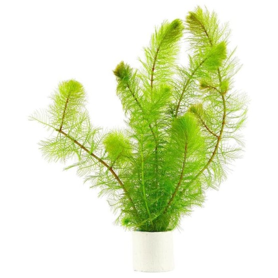Перистолистник елочный (Myriophyllum elatinoides) 