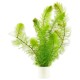 Перистолистник елочный (Myriophyllum elatinoides) 