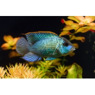 Наннакара неоновая (Nannacara neon blue, electric blue acara) Наннакара неоновая (Nannacara neon blue, electric blue acara)