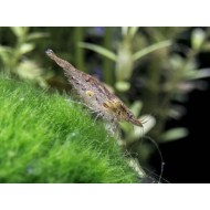 Креветка Неокаридина (Neocaridina heteropoda) Креветка Неокаридина (Neocaridina heteropoda)