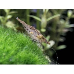 Креветка Неокаридина (Neocaridina heteropoda) Креветка Неокаридина (Neocaridina heteropoda)