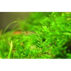 Креветка Неокаридина (Neocaridina heteropoda)