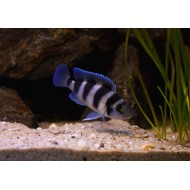 Лампрологус пятиполосый (Neolamprologus tretocephalus) Лампрологус пятиполосый (Neolamprologus tretocephalus)