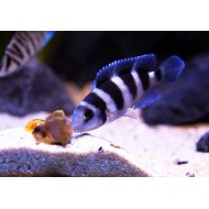 Five-Bar Cichlid (Neolamprologus tretocephalus)