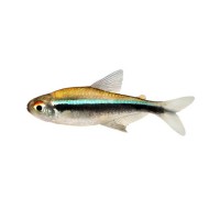 Неон черный (Hyphessobrycon herbertaxelrodi) Неон черный (Hyphessobrycon herbertaxelrodi)