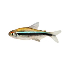 Неон черный (Hyphessobrycon herbertaxelrodi) Неон черный (Hyphessobrycon herbertaxelrodi)