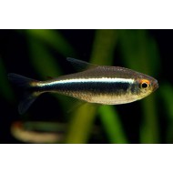 Неон черный (Hyphessobrycon herbertaxelrodi) Неон черный (Hyphessobrycon herbertaxelrodi)