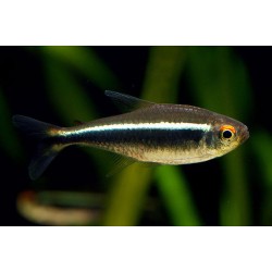 Неон черный (Hyphessobrycon herbertaxelrodi) Неон черный (Hyphessobrycon herbertaxelrodi)