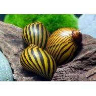 Улитка Неритина Зебра (Neritina natalensis "Zebra") Улитка Неритина Зебра (Neritina natalensis "Zebra")