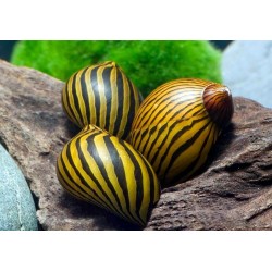 Улитка Неритина Зебра (Neritina natalensis "Zebra") Улитка Неритина Зебра (Neritina natalensis "Zebra")