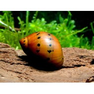 Неритина красная красноточечная (Neritina Red Spotted Snail)