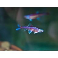 Нотропис радужный (Notropis chrosomus) Нотропис радужный (Notropis chrosomus)