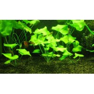 Нимфоидес Флиппер (Nymphoides sp. Flipper)  Нимфоидес Флиппер (Nymphoides sp. Flipper)