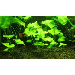 Нимфоидес Флиппер (Nymphoides sp. Flipper)  Нимфоидес Флиппер (Nymphoides sp. Flipper)