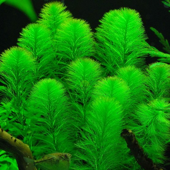 Перистолистник елочный (Myriophyllum elatinoides) 