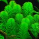 Перистолистник елочный (Myriophyllum elatinoides) 