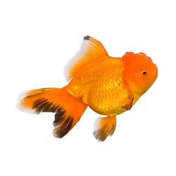 Оранда (CARASSIUS AURATUS) Оранда (CARASSIUS AURATUS)