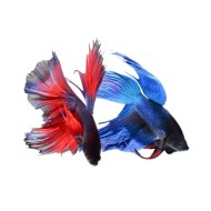 Петух сиамский вуалевый (Betta splendens)  Петух сиамский вуалевый (Betta splendens)
